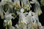 Waxyleaf meadow-rue